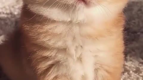 Cute💗and Funny😸Cats Video Compilation 2021 #cutecatsvideoss #shorts