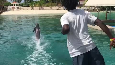 Dolphin Catches Football Pass Perfectly in the Bahamas