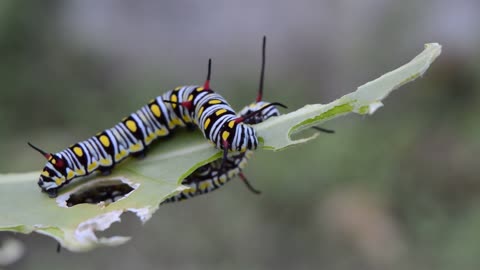 Two Caterpillars Eating