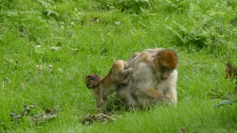 Monkeys and her son