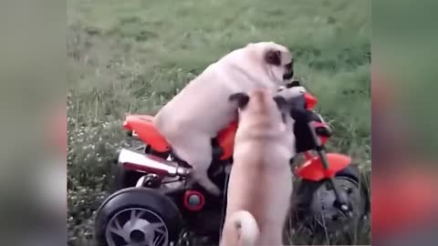 Two dogs are driving a toy motorcycle