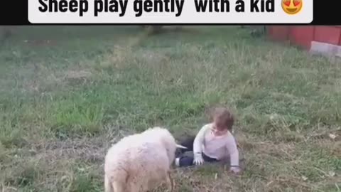 Sheep Playing With Baby