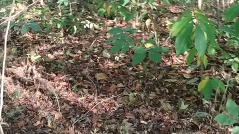 Identifying Pawpaw vs Hickory Trees