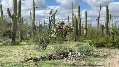 Trail riding amongst the cactus in Arizona