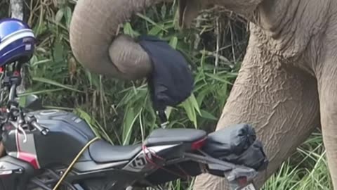 Elephant Eat 😁 Bag A Bike Rider