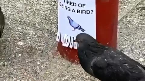 Tired of being a bird