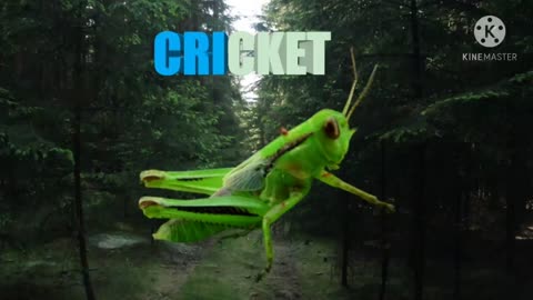 cricket sound effect