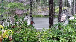 Squirrel eats from bird feeder, repeatedly hits head on lid