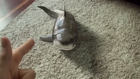 Cutest Baby Shark Happy and Funny Reaction 2021 incredible playtime