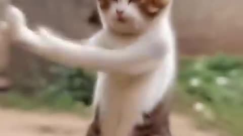 Cat Dance