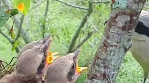 How beautifully a bird feeds its young.