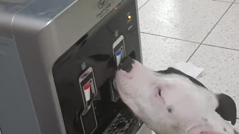 Thirsty pup caught in the act Dog drinks straight from water dispenser