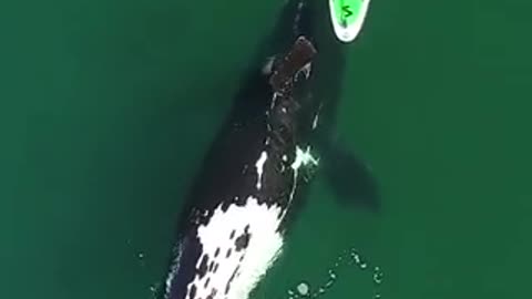 DANGEROUSLY AWESOME: Southern RIght whale seemingly plays with a woman on a paddleboard