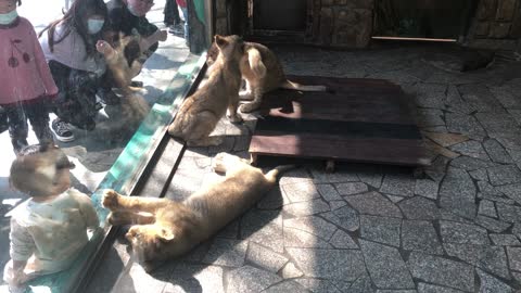 Baby lions playing