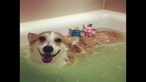 Funny Dogs Love Swimming - Puppy Videos .