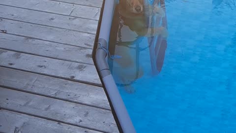 Golden Retriever Tries to Coax Owner Into Pool