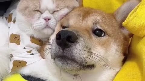 Cute pets The wonderful moments of cats and dogs loving each other and sleeping together are so homely