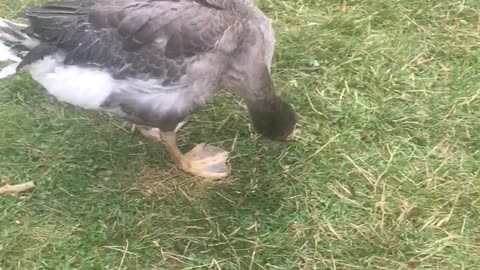 Bert’s wry neck early struggles with muscle control