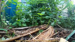 Butterflies relaxing music - images in my Thailand garden