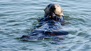 Ocean Critters