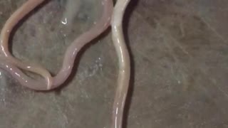 Giant Worm Pulled From Pig Intestine