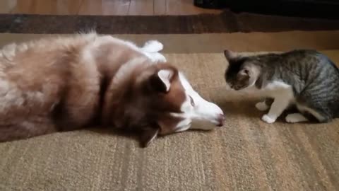 Husky gets bullied