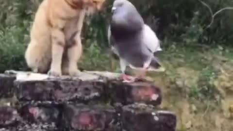 This pigeon comes every day to visit this cat and this is what happens.🕊️🐈😍