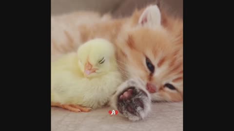 Friendship between cat and bird