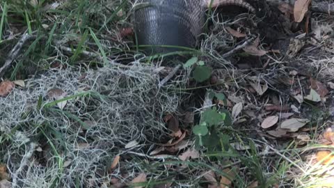 Armadillo in Sawgrass Lake Park can see head