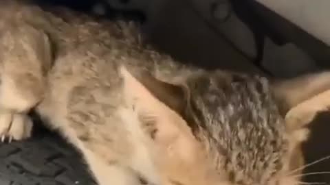 A homeless cat almost died of cold and hunger