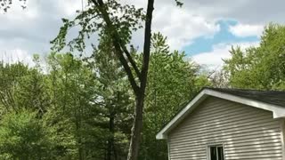 Tree remove in tight area