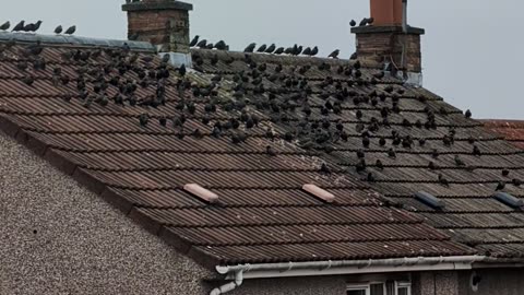 European Starlings land on a house in a small Scottish Town September 1st 2024