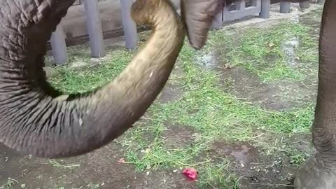 Cute elephant eating delicious durian