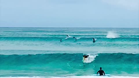 Dolphins Swims With Surfers