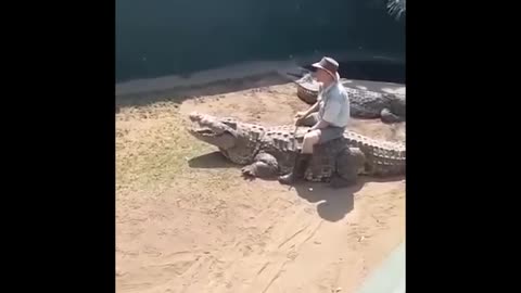 Crocodile Handling Gone Wrong 🐊 👀 🤕