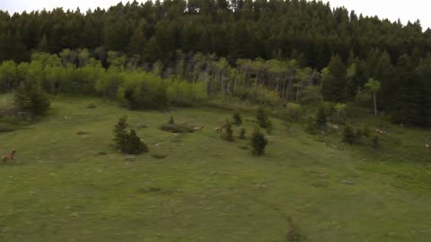 Running Elk