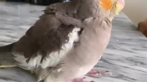 Cocktail bird singing next to dog