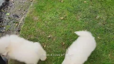 SAMOYED PUPPY FIRST DAY HOME.EXPERIENCE PICKING UP DOGS FROM THE FARM.