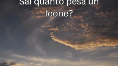 Fatto del Leone 2 - Sai quanto pesa un leone?