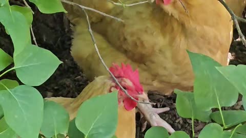 OMC! Sneaking up on my adorable flock of chickens!🤣🐔#sneaky #chickens #shorts #backyardchickens