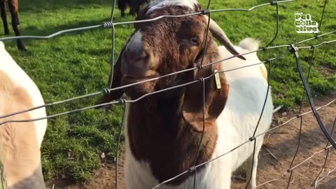 Funniest Farm Animals