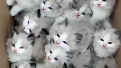 Cute kitten playing