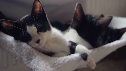 Three cute black and white kittens snuggle up in a cosy bed