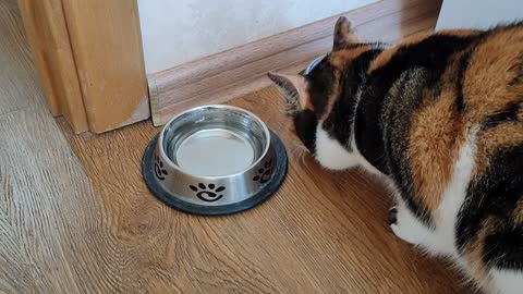 Gave the cat to eat