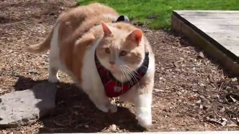 The Sumo Wrestler Cat Named Biggie Smalls.