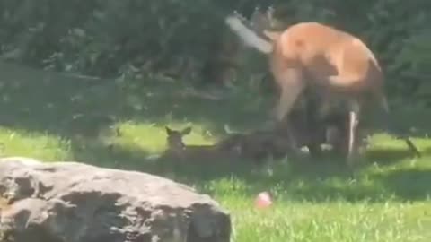 Deer Protects Her Fawn from Coyote Attack 🦌🐾💥