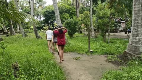 star fruit/balimbing/fruit/plant/rural life/probinsyana life/bonding/eating/picking/farming/tree