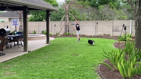 Maverick with his frisbee!