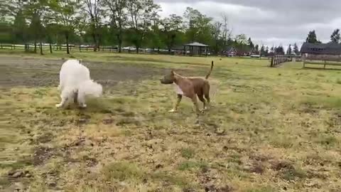 German Shepherd Attacks Pitbull in an OFF LEASH DOG PARK