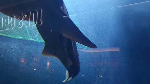 Mall of Dubai Aquarium